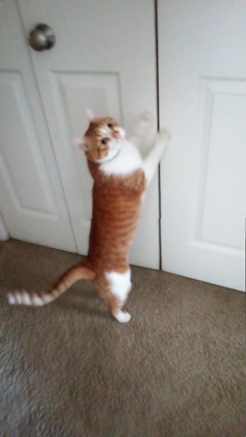 scv_15728142850954985784425621689581